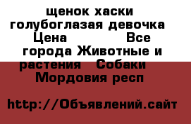 щенок хаски  голубоглазая девочка › Цена ­ 12 000 - Все города Животные и растения » Собаки   . Мордовия респ.